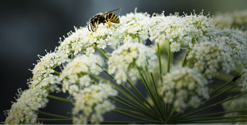 Gemeine Wespe — Bild 5