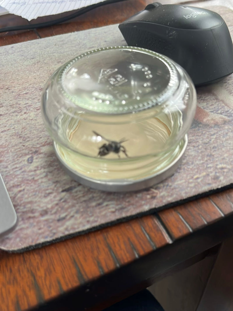 Gemeine Wespe (Gattung Vespula) — Bild 5