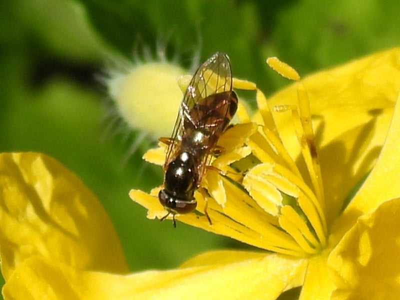 Gemeine Wiesenschwebfliege — Bild 2
