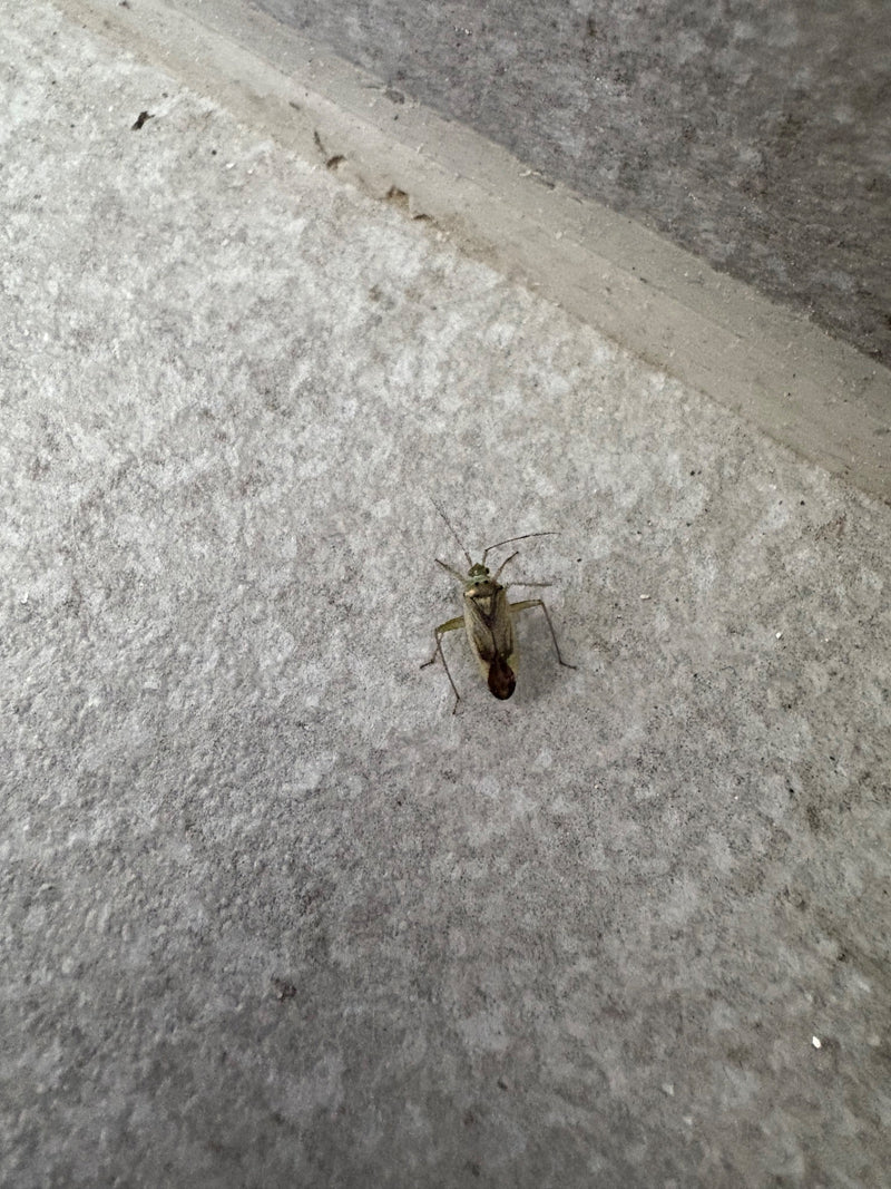 Gemeine Wiesenwanze — Bild 1