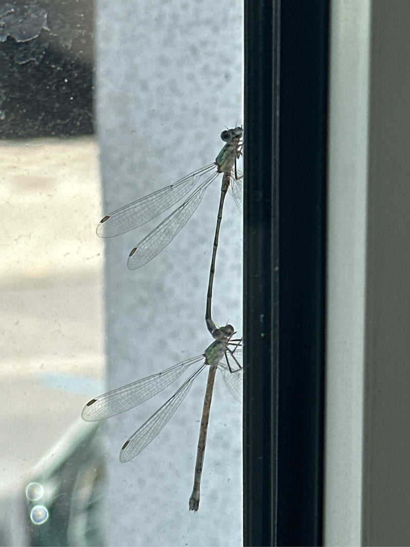Gemeine Winterlibelle — Bild 3