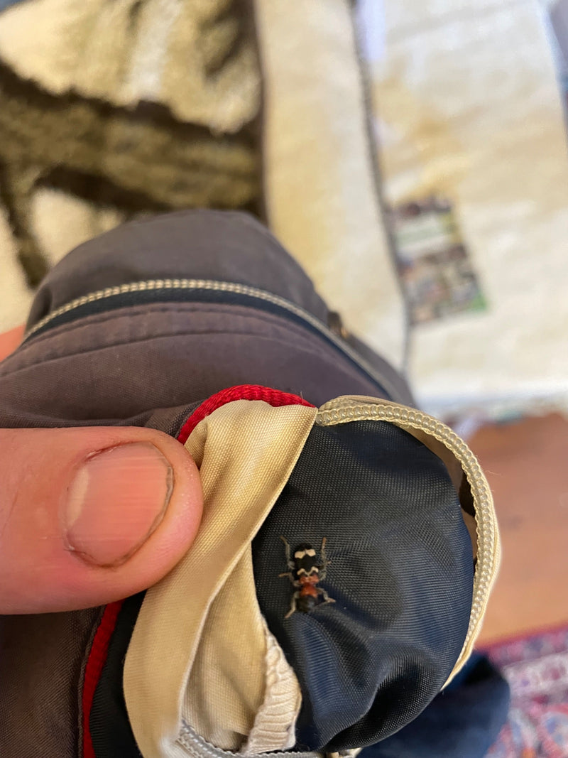 Gemeiner Ameisenbuntkäfer — Bild 2