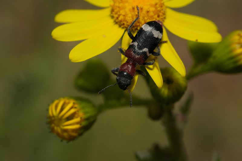Gemeiner Ameisenbuntkäfer — Bild 3