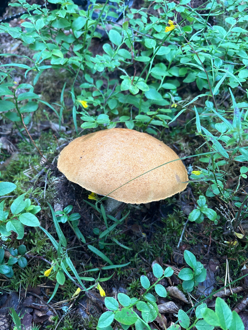 Gemeiner Birkenpilz — Bild 1