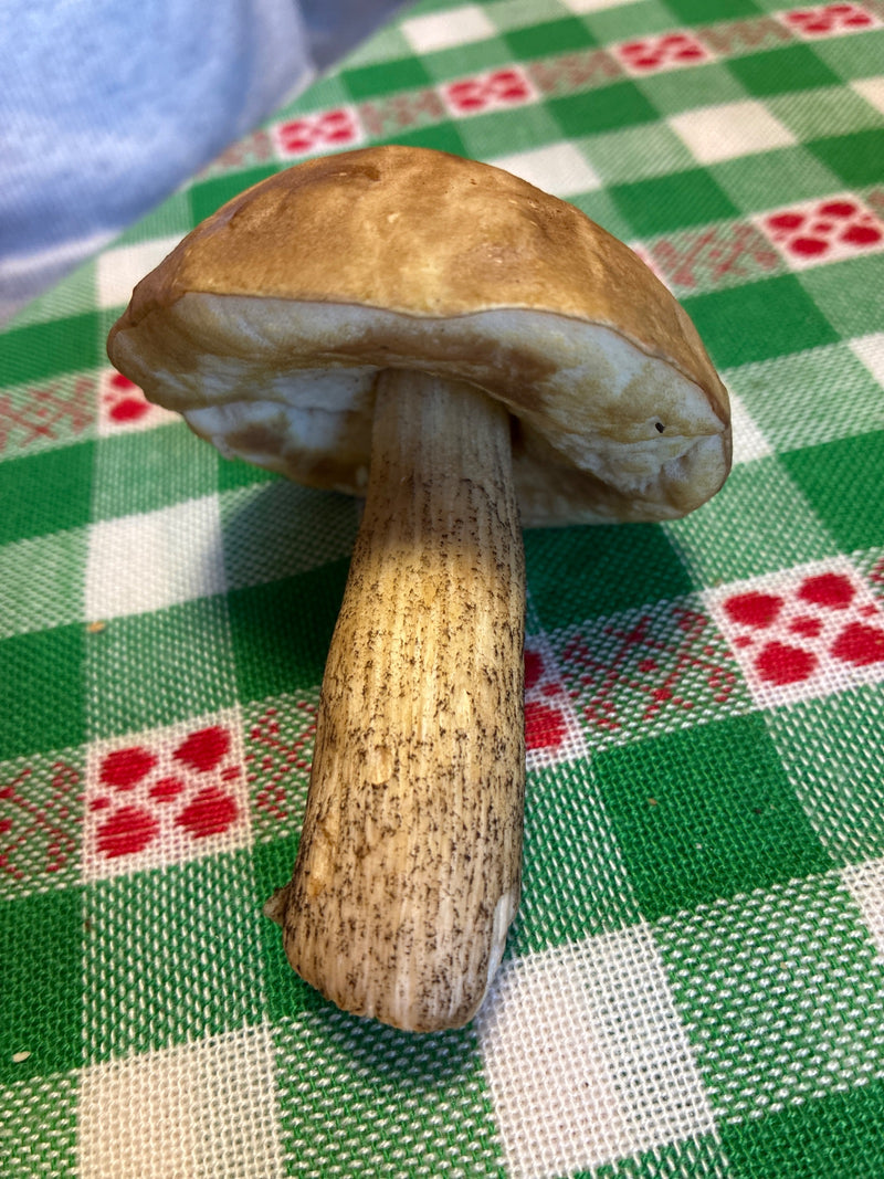 Ein geernteter Gemeiner Birkenpilz liegt auf einer grün-weiß karierten Tischdecke. Deutlich zu erkennen sind der braune Hut und der mit dunklen Schüppchen be...