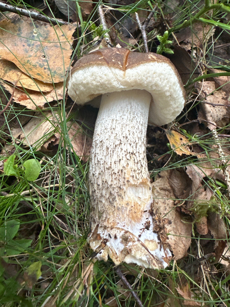 Ein Fruchtkörper des Gemeinen Birkenpilzes mit braunem Hut und geschupptem Stiel liegt auf einem mit Gras und Laub bedeckten Waldboden.