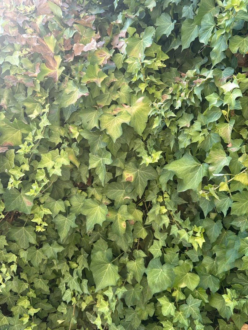 Efeu — Bild 2