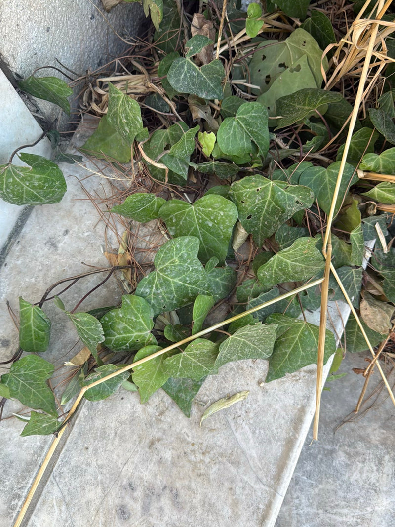 Efeu — Bild 1
