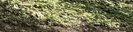 Efeu — Bild 5