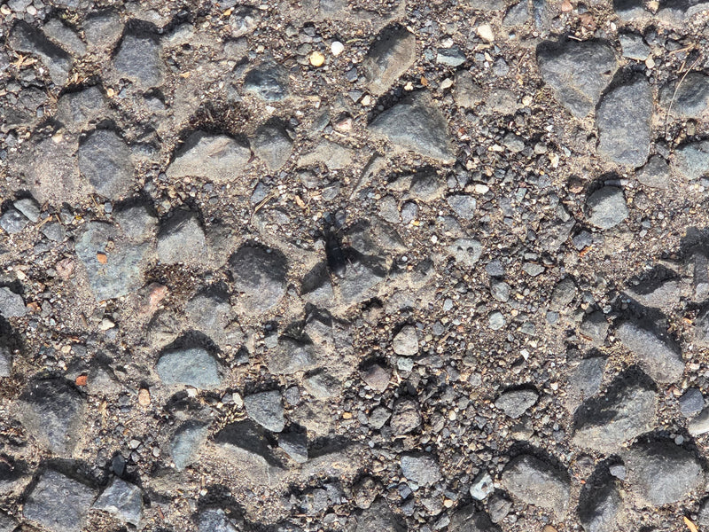 Gemeiner Grabkäfer — Bild 2
