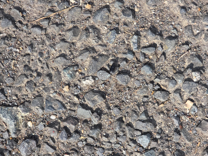 Gemeiner Grabkäfer — Bild 4