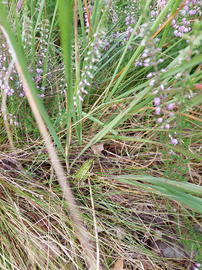 Gemeiner Grashüpfer — Bild 2