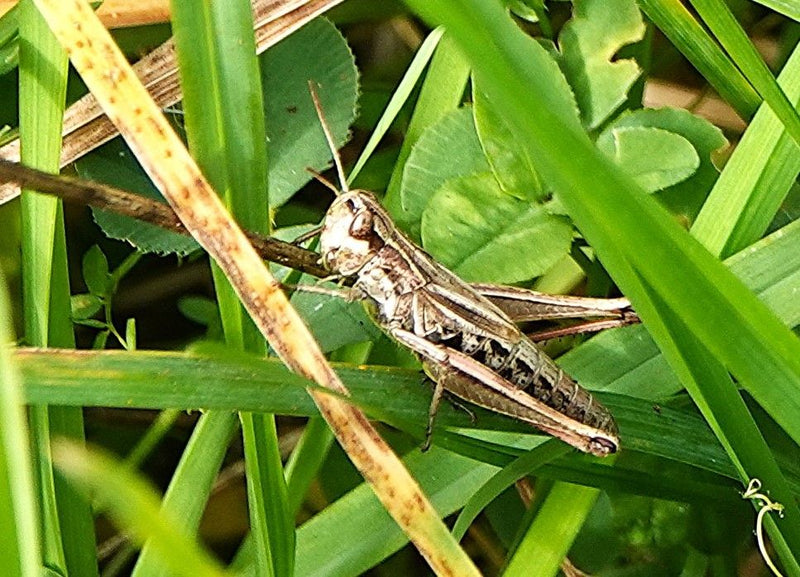 Gemeiner Grashüpfer — Bild 3
