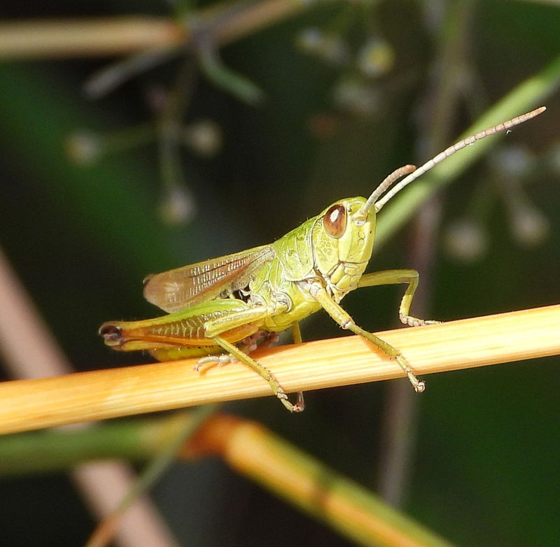 Gemeiner Grashüpfer — Bild 4