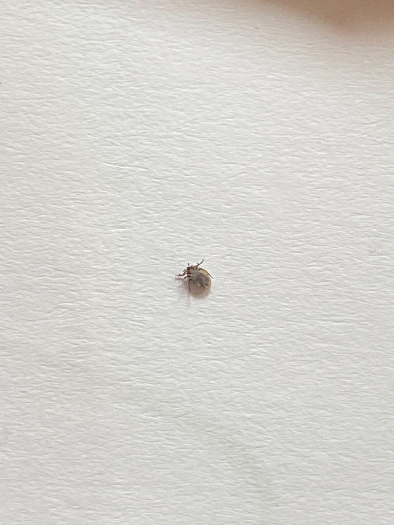 Auf dem Bild ist ein Holzbock (Ixodes ricinus) zu sehen. Die Zecke befindet sich auf einem hellen, strukturierten Untergrund.