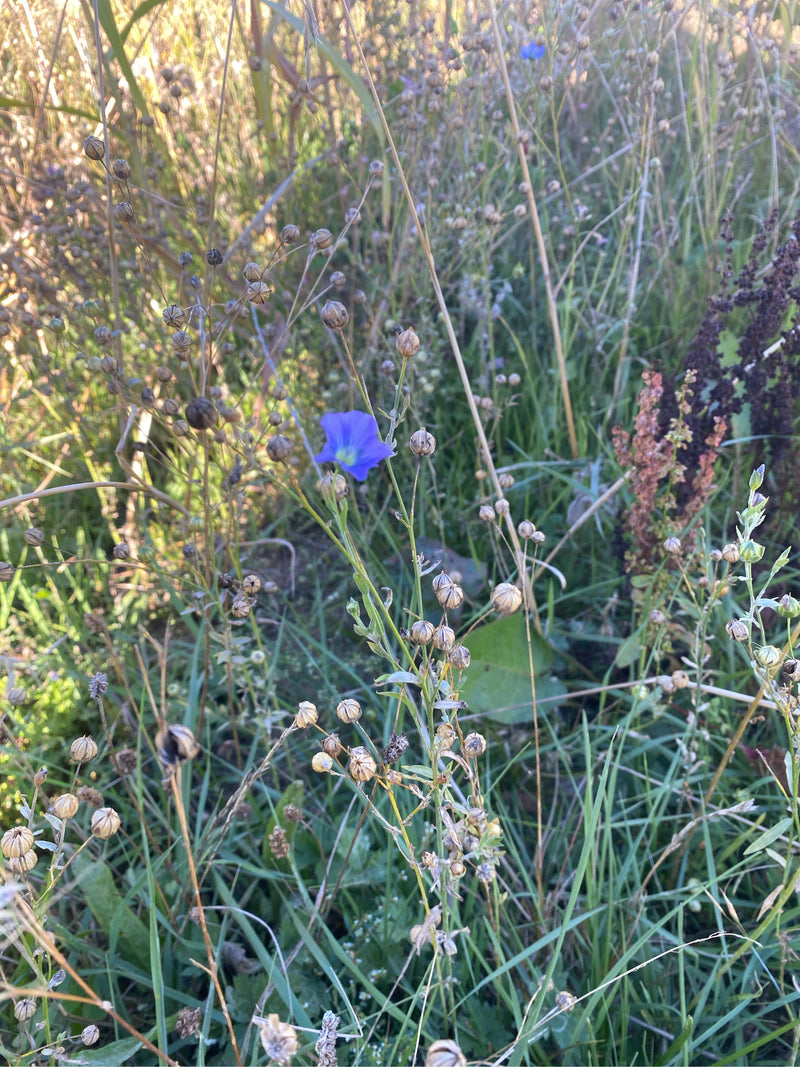 Flachspflanzen mit einer offenen blauen Blüte und zahlreichen runden Samenkapseln stehen inmitten einer dichten Wiese.