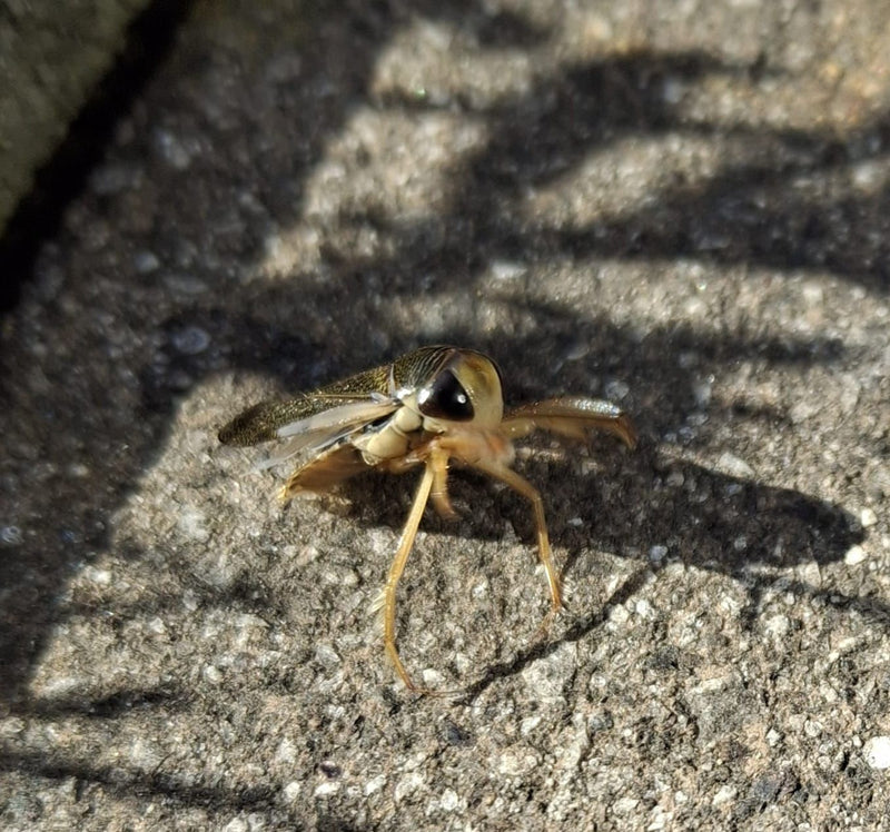 Gemeiner Rückenschwimmer — Bild 4