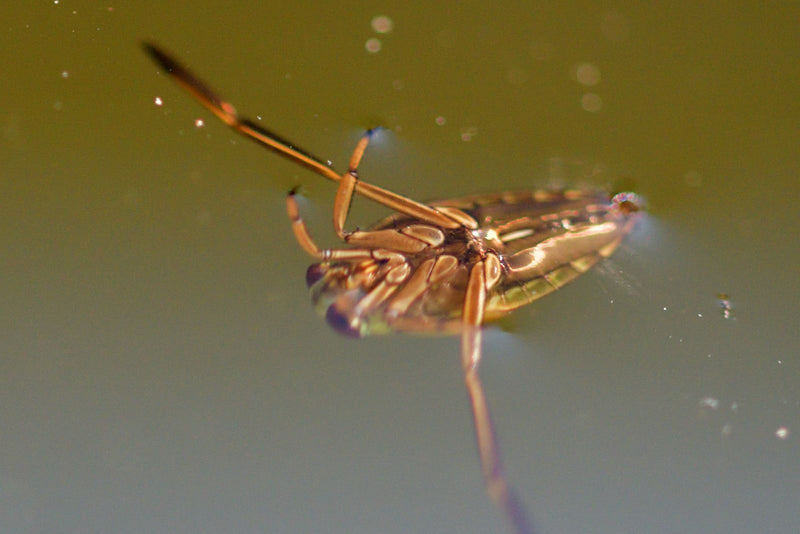 Gemeiner Rückenschwimmer — Bild 5