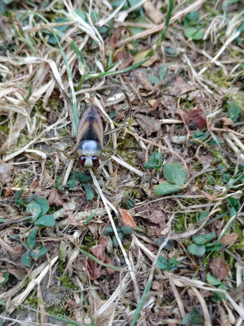 Gemeiner Rückenschwimmer — Bild 3