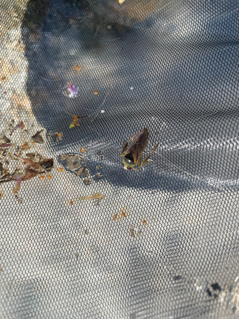 Gemeiner Rückenschwimmer — Bild 1 von 8