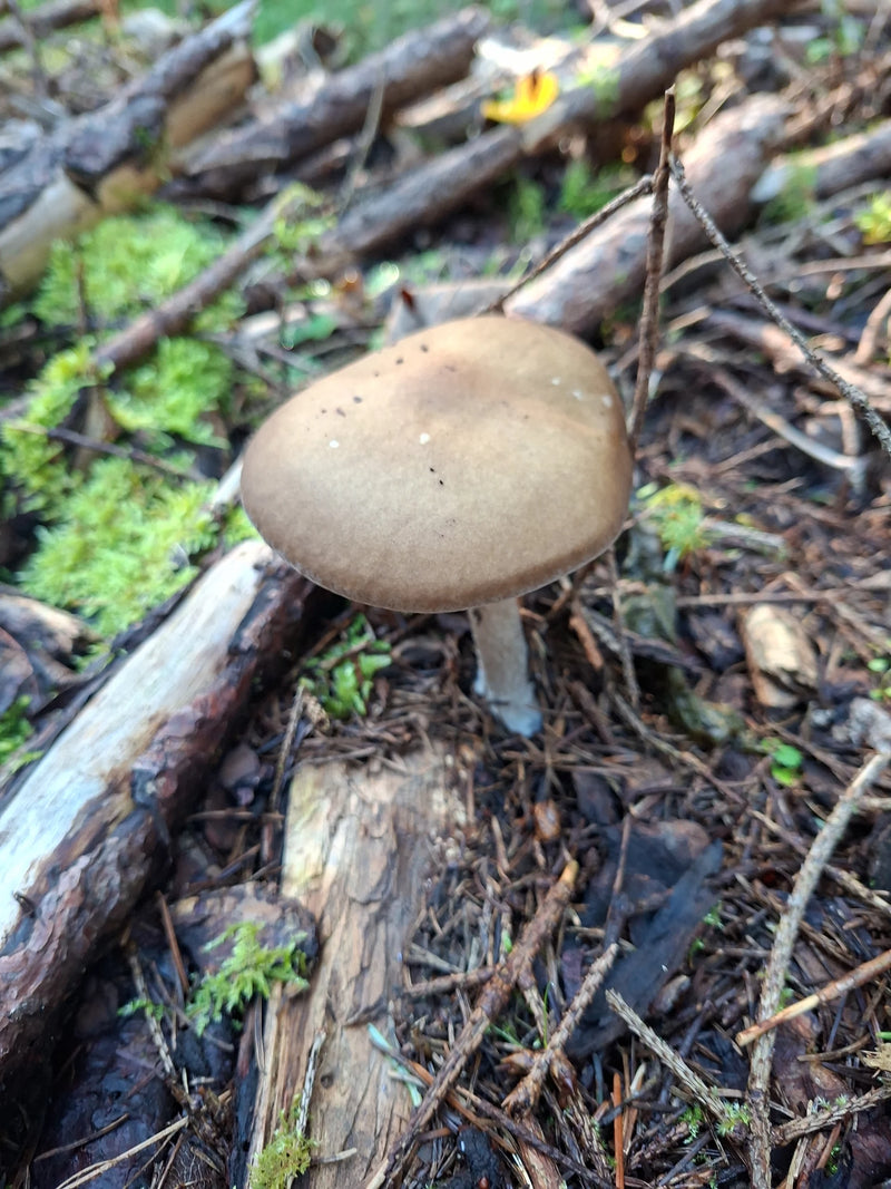 Ein Fruchtkörper eines Gemeinen Rötlings wächst auf moosigem Waldboden zwischen Totholz und Nadelstreu.