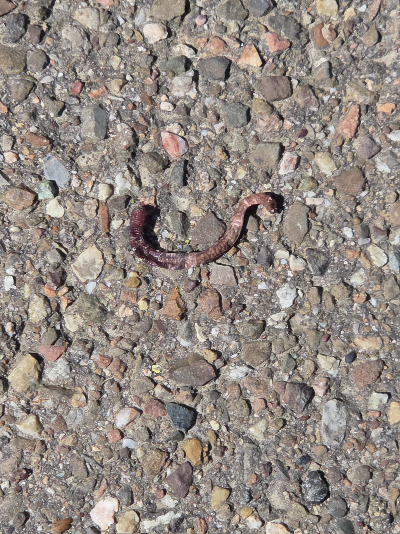 Gemeiner Regenwurm — Bild 5