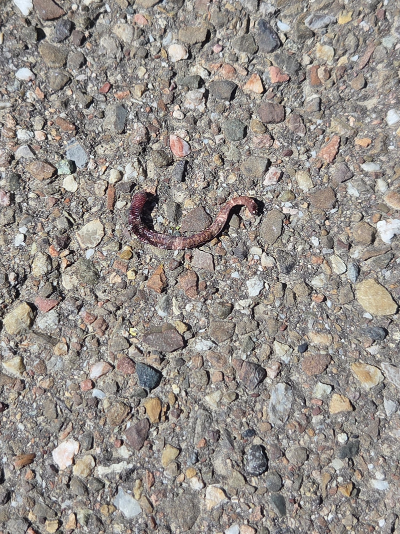 Gemeiner Regenwurm — Bild 4