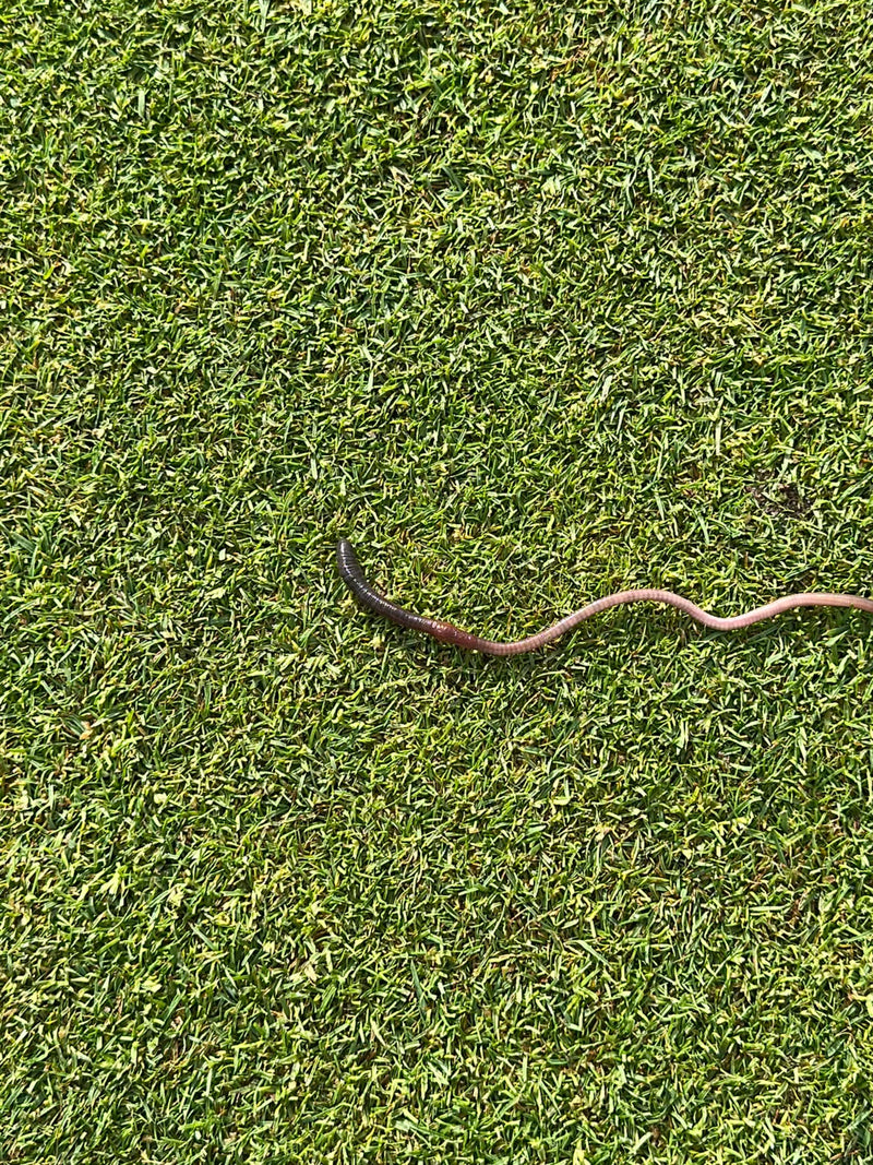 Gemeiner Regenwurm — Bild 1