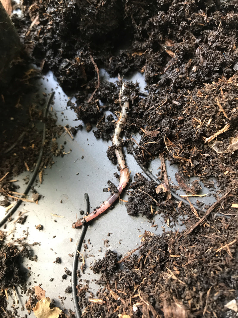 Gemeiner Regenwurm — Bild 5 von 18