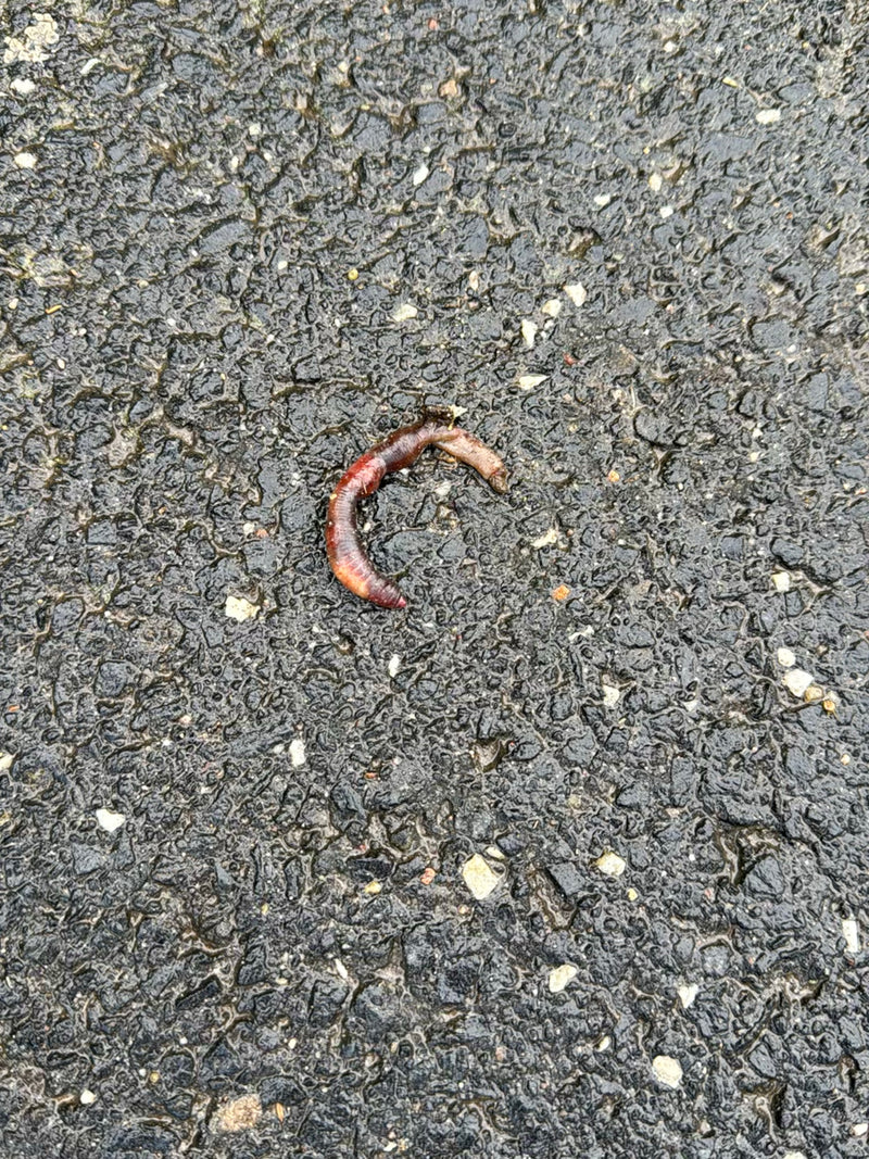 Gemeiner Regenwurm — Bild 3