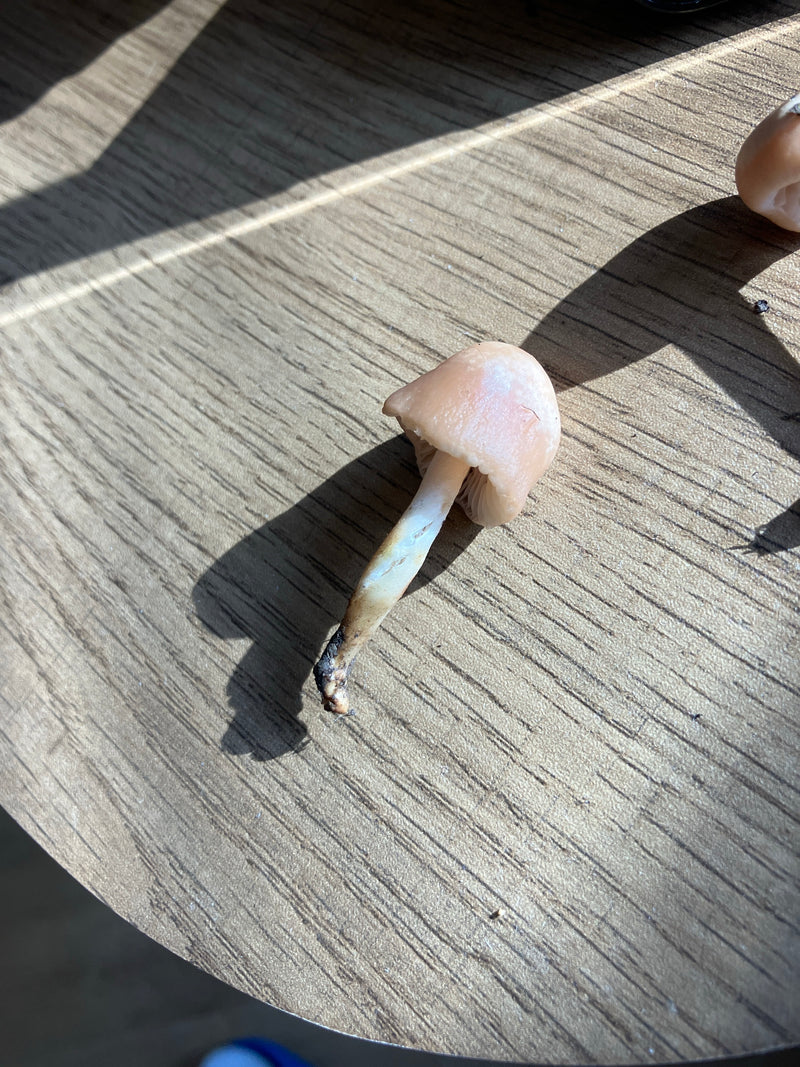 Gemeiner Rettich-Helmling — Bild 1
