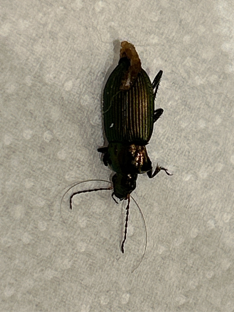Gemeiner Schnellläufer — Bild 2
