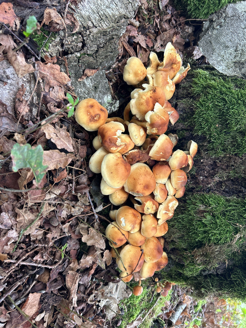 Gemeiner Schwefelkopf — Bild 1 von 29