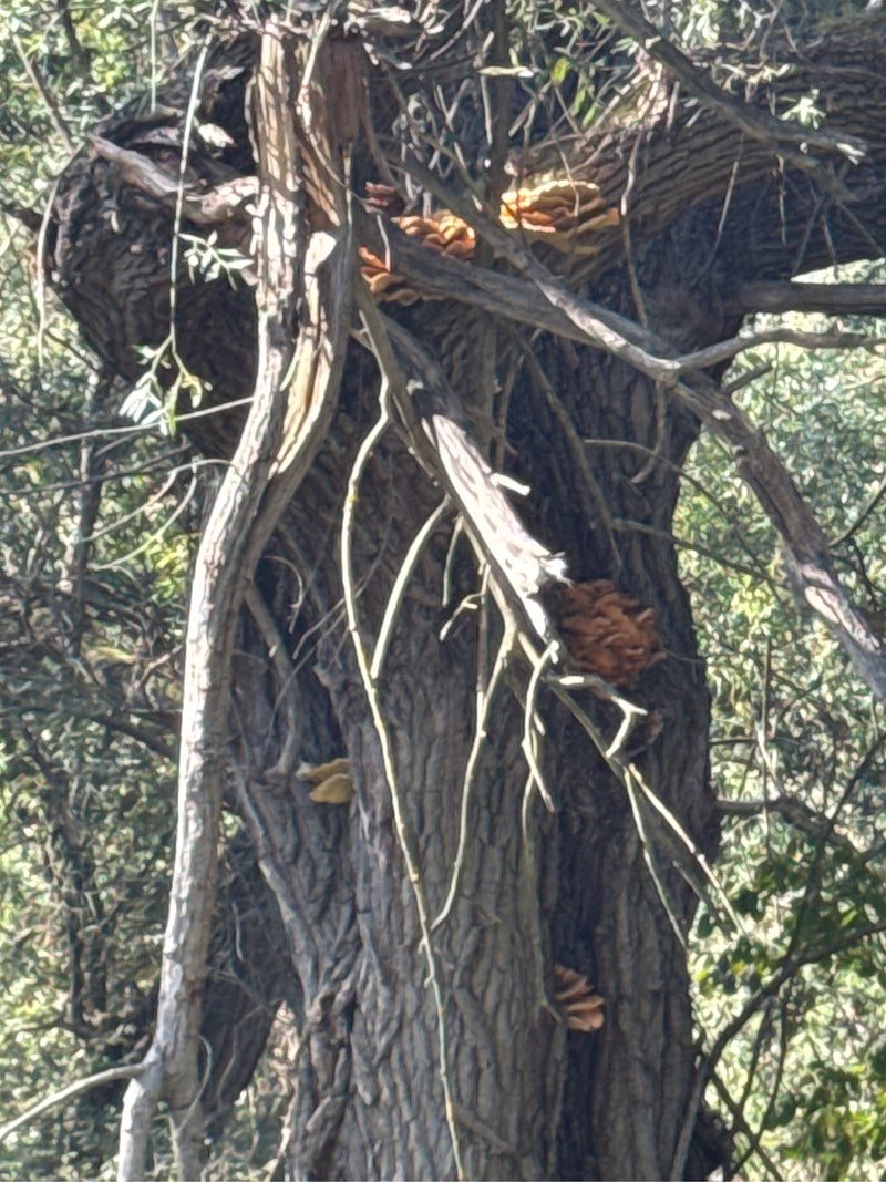 Gelblich-orange Fruchtkörper des Gemeinen Schwefelporlings wachsen am Stamm und in den Astgabeln eines alten Baumes.