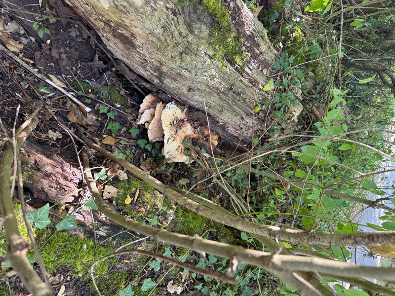 Zu sehen ist ein Fruchtkörper des Gemeinen Schwefelporlings, der an einem liegenden Baumstamm im Unterholz wächst.