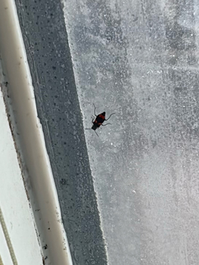 Gemeiner Speckkäfer — Bild 5