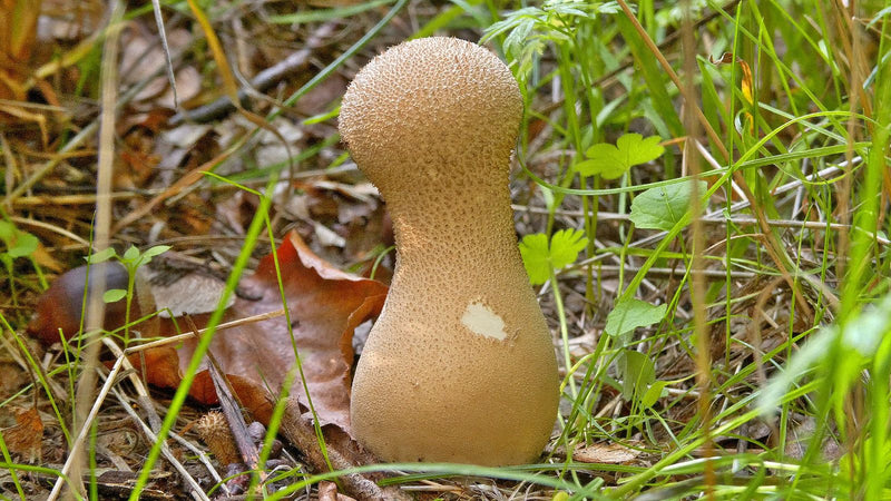 Zu sehen ist ein einzelner Gemeiner Stäubling mit typischer birnenförmiger Statur und stachliger Oberfläche. Der Pilz wächst auf einem von Gras und Laub bede...