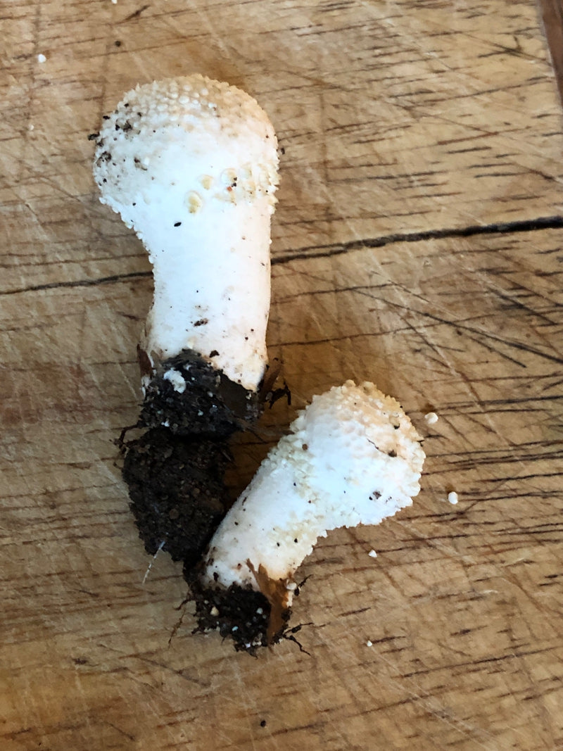 Auf einer hölzernen Unterlage liegen zwei frisch abgeschnittene Fruchtkörper des Gemeinen Stäublings mit charakteristischen Stacheln.