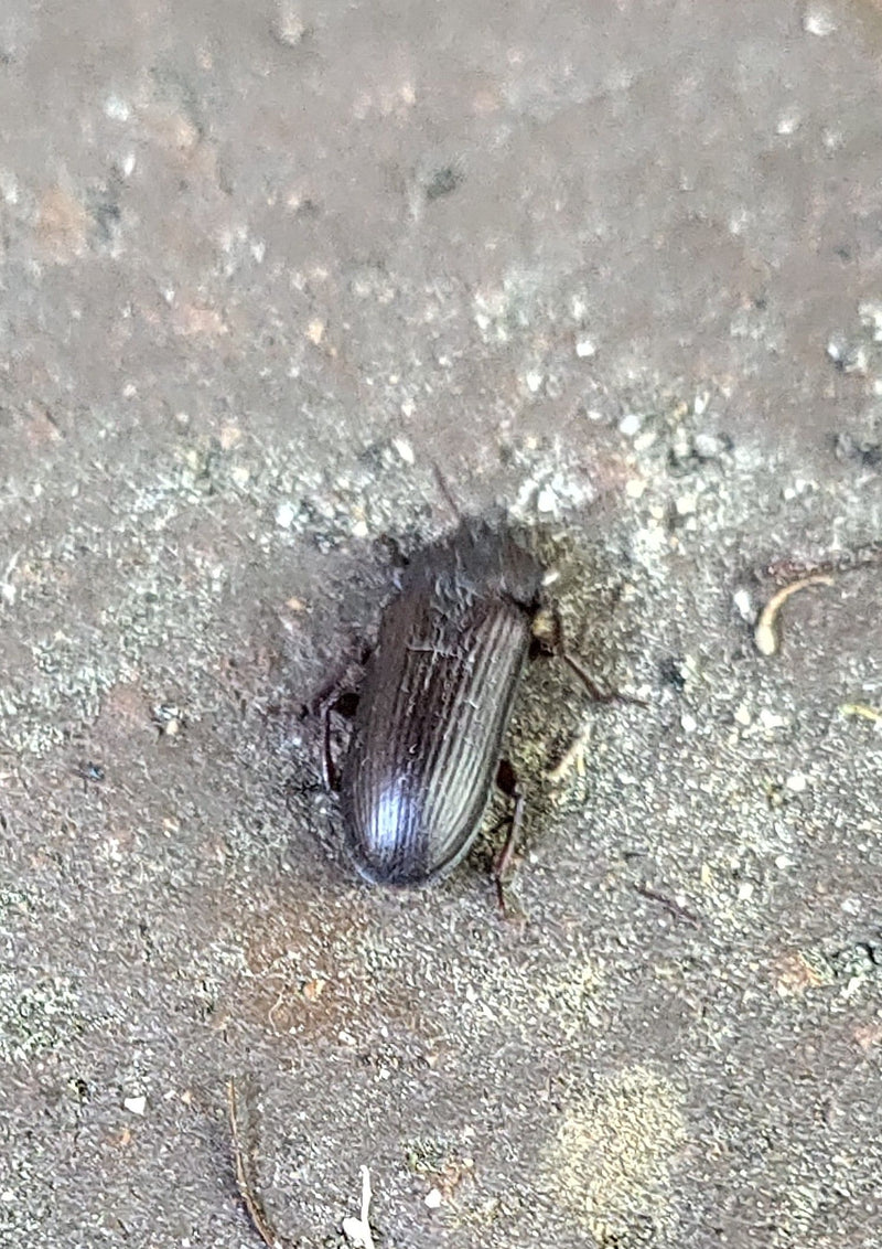 Gemeiner Staubkäfer — Bild 1