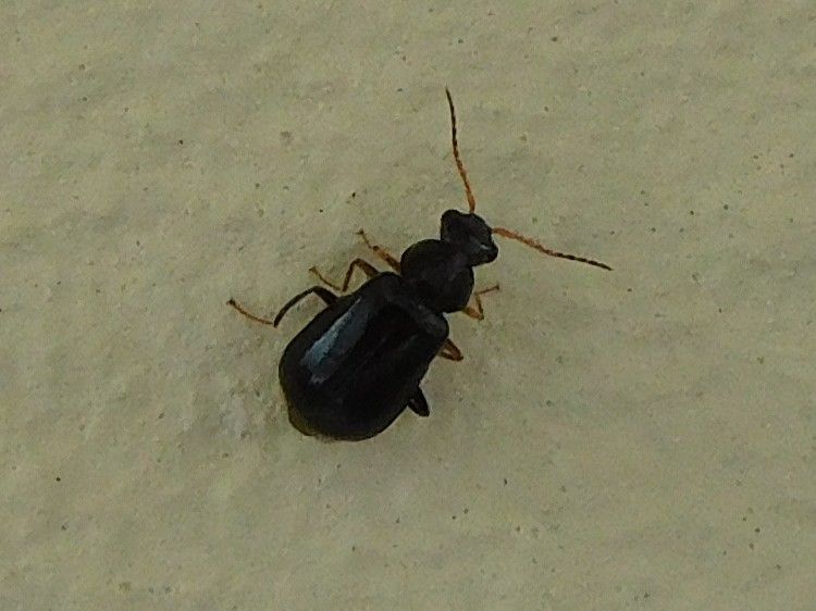 Gemeiner Staubkäfer — Bild 2