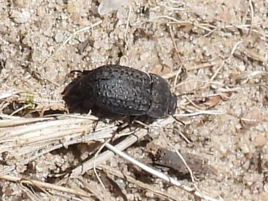 Gemeiner Staubkäfer — Bild 1
