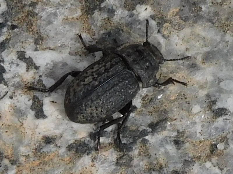 Gemeiner Staubkäfer — Bild 2