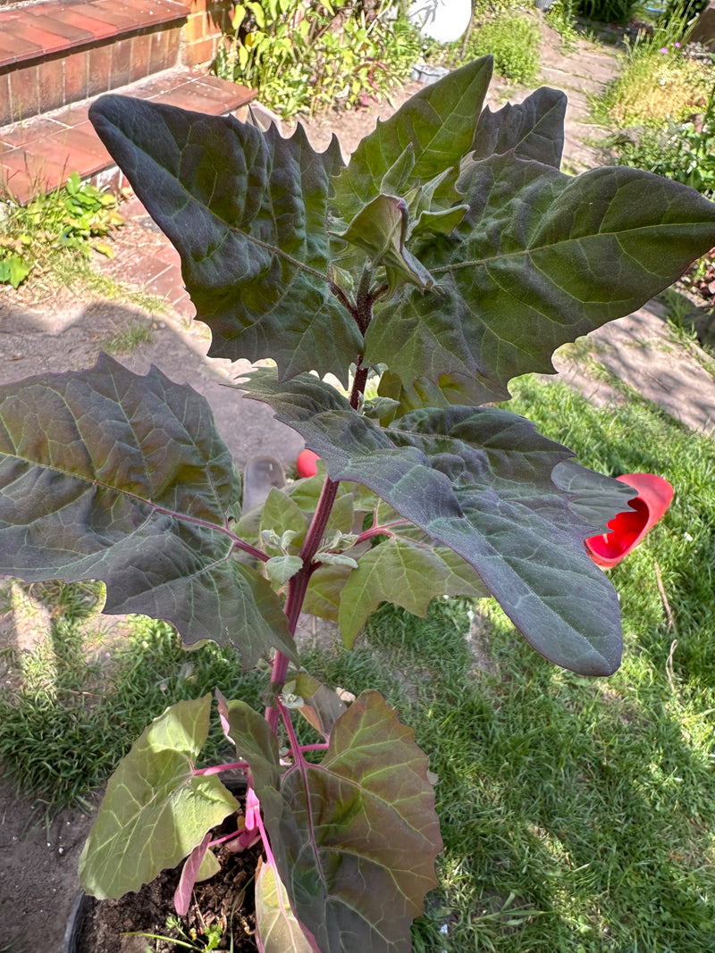 Gemeiner Stechapfel — Bild 4