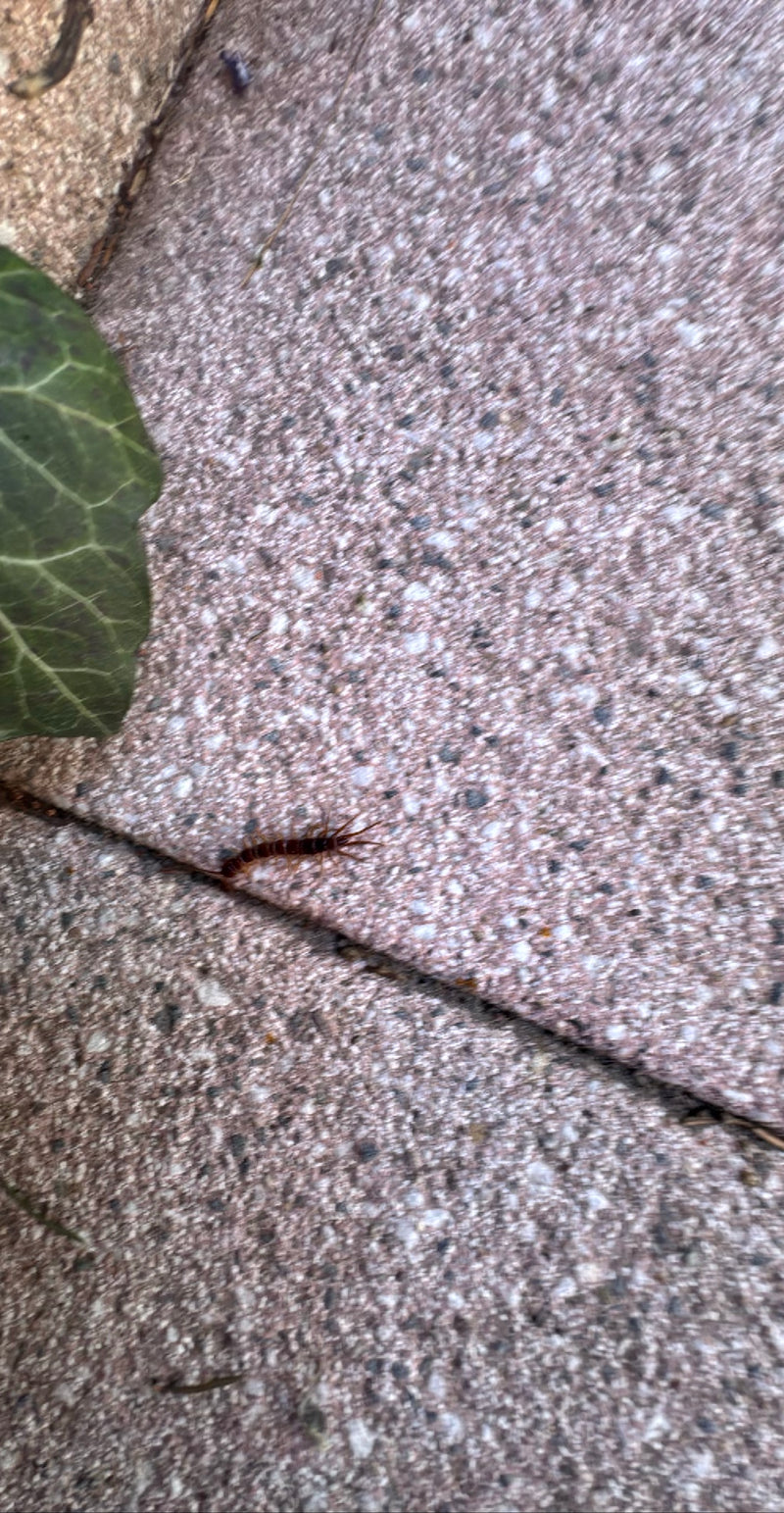 Gemeiner Steinläufer — Bild 4