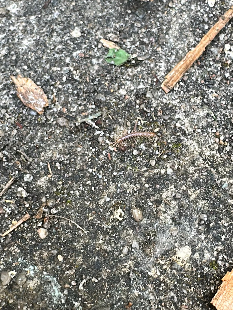 Gemeiner Steinläufer — Bild 3
