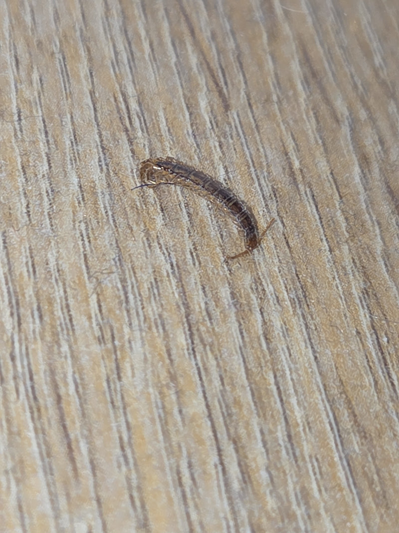 Gemeiner Steinläufer — Bild 2