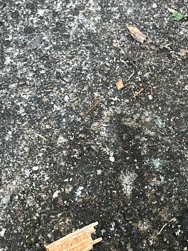 Gemeiner Steinläufer — Bild 1