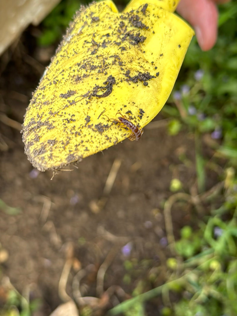 Gemeiner Steinläufer — Bild 5