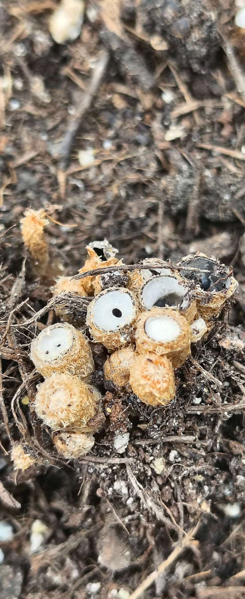 Gemeiner Tiegelteuerling — Bild 1