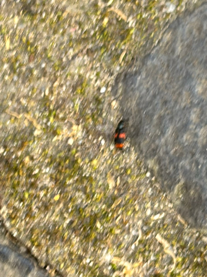 Gemeiner Totengräber — Bild 2